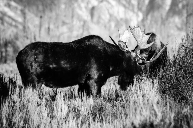 Two bull moose sparring next to a bush.