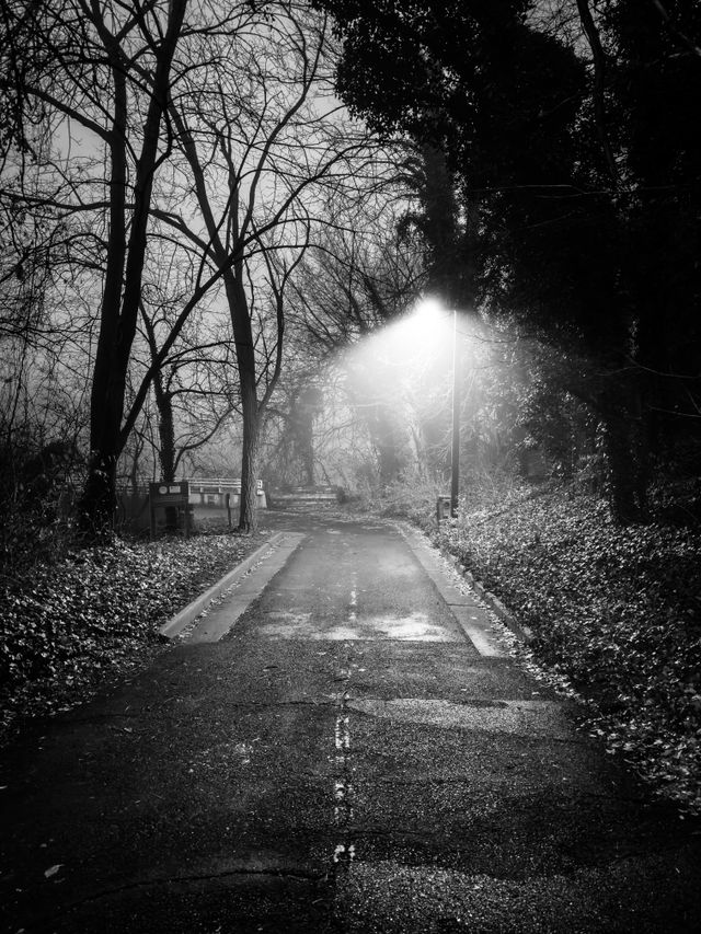 A spooky, curving paved pathway with a single lamp lighting the fog at dawn.