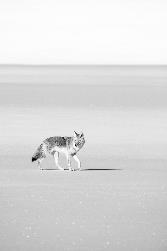 A coyote standing in the snow near the Gros Ventre Road.