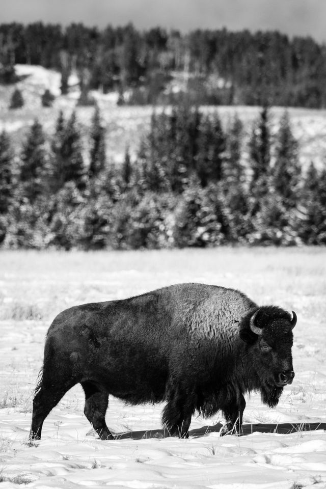 A bison standing in the snow at the Elk Ranch Flats.