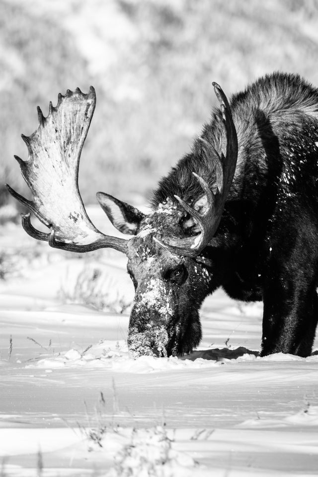 A bull moose with rather large antlers rumaging with his nose in the snow-covered sagebrush.