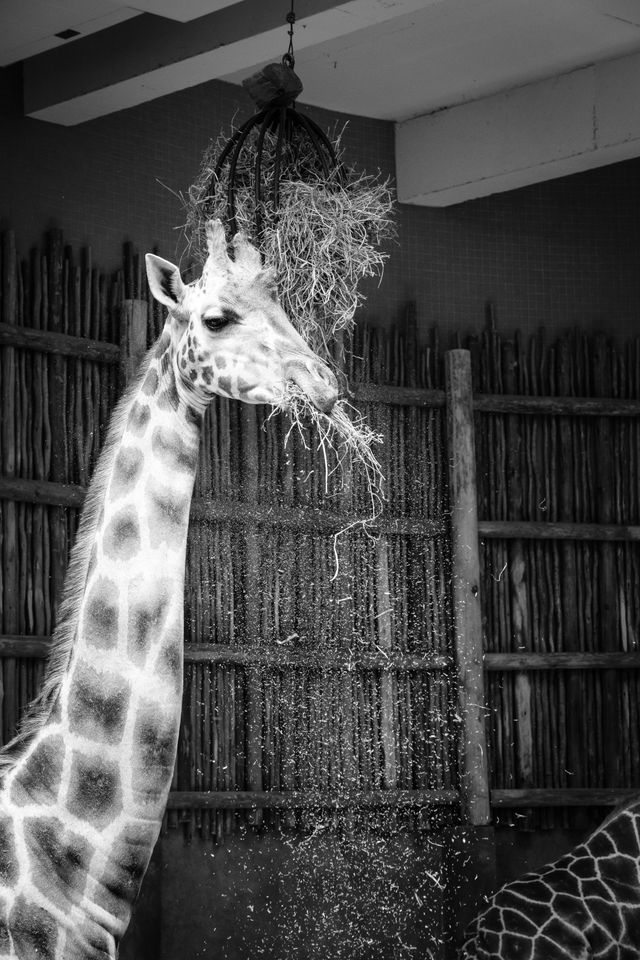 A giraffe enjoying a meal at the Lincoln Park Zoo.