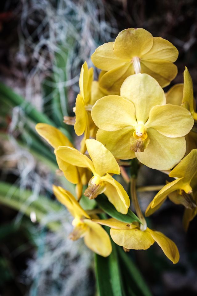 Orchids at the United States Botanic Garden.