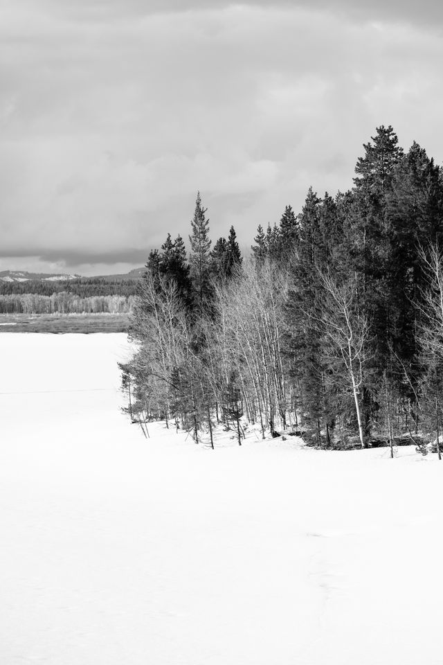 A group of trees on the shore of a frozen, snow-covered Jackson Lake.