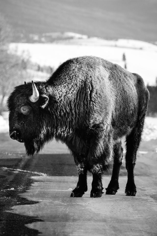 A bison standing on the road at Antelope Flats, looking to his side.