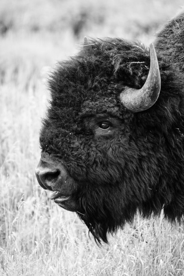 A bison eating some grass on the side of the road at Grand Teton National Park.