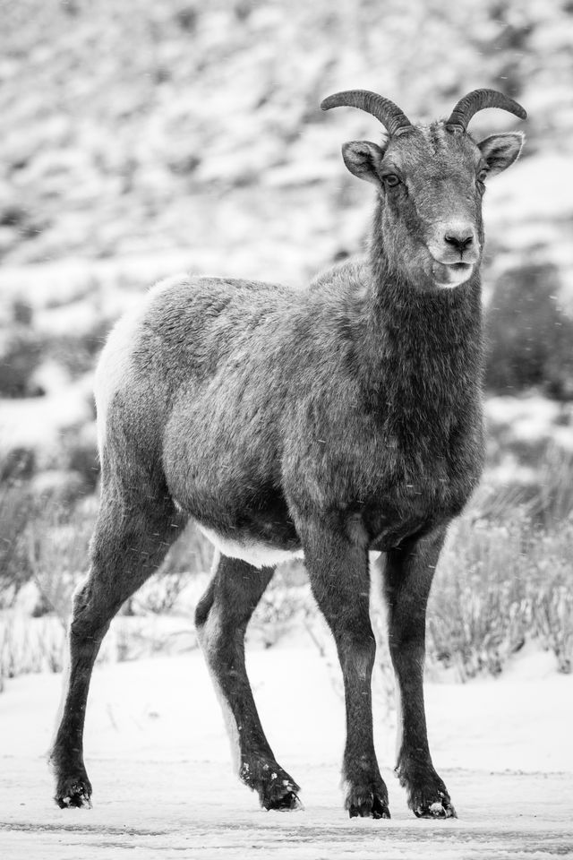 A bighorn ewe standing on a snow-covered dirt road, during a snowfall. She's looking in the direction of th camera.