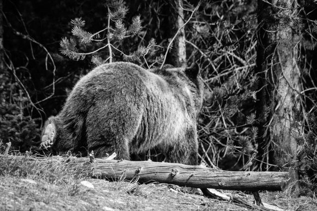 A grizzly bear walking through the woods next to a fallen tree. The bottom of her hind left foot can be seen as she walks away from the camera.