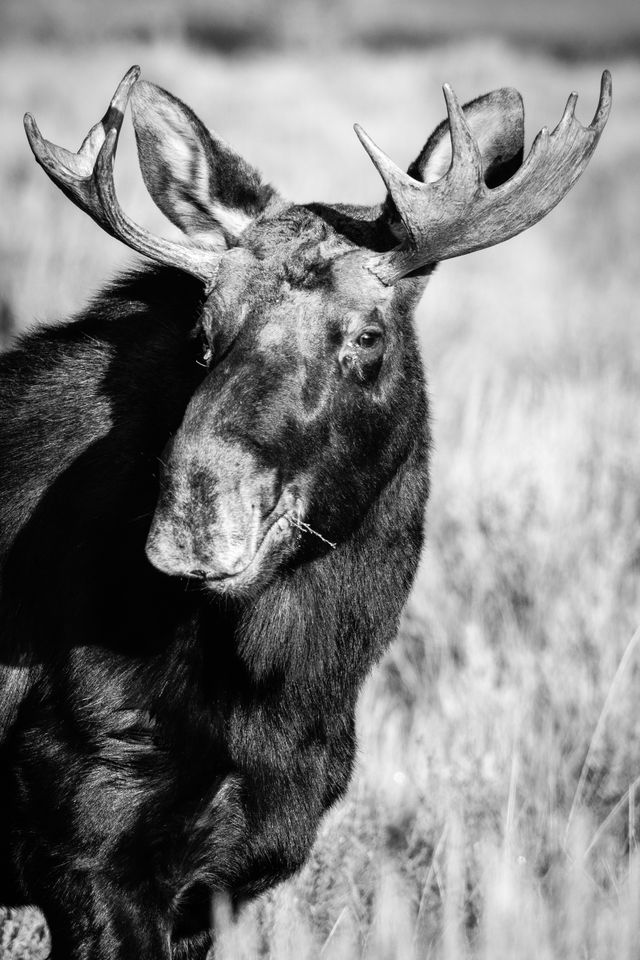 A portrait of a bull moose with small antlers, sunlit, looking towards his right, in the direction of the camera, with some twigs coming out of his mouth.