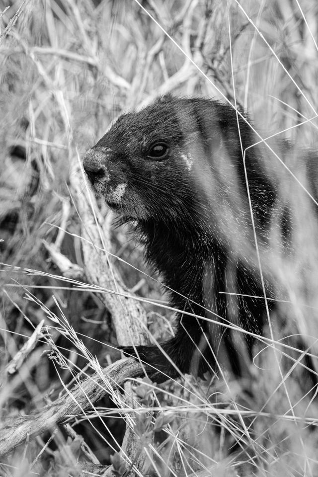 A marmot standing among the brush at Signal Mountain.