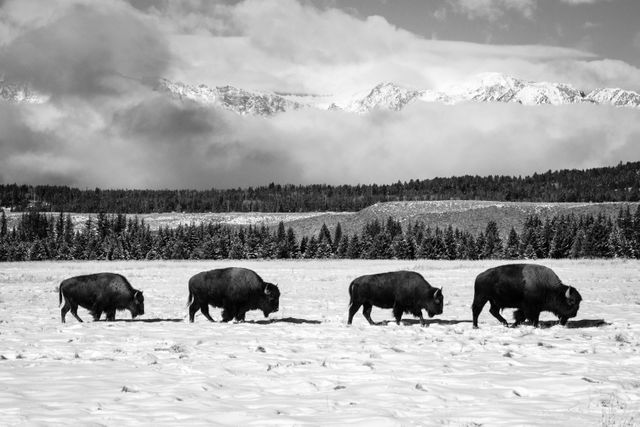 A row of four bison walking in the snow at the Elk Ranch Flats, with the Teton Range in the background.