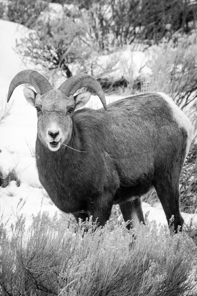 A bighorn ram standing on the side of a hill, with a blade of grass sticking out of his mouth.