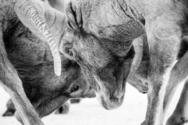 A close-up of two bighorn rams butting heads.