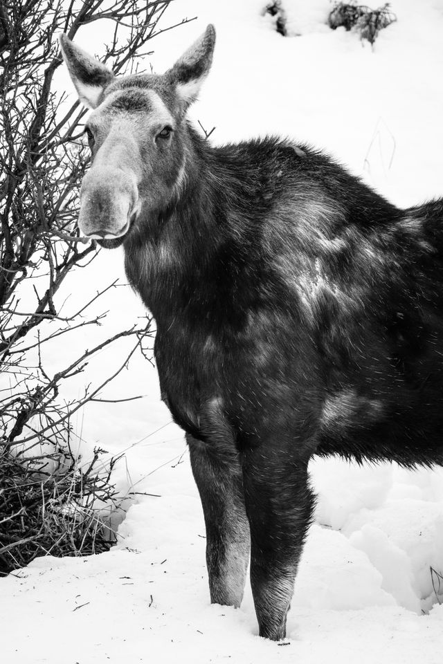 A moose standing on a snow-covered hill near Antelope Flats, looking at the camera.