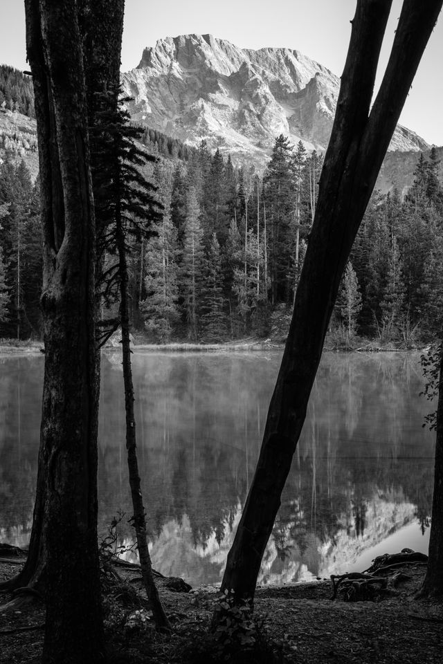 Mount Moran and String Lake, framed between two trees at dawn. The lake's surface is covered in mist.