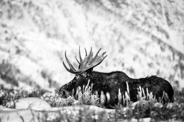 A bull moose with medium-sized antlers, walking among the sagebrush in deep snow. His nose is dusted in snow.