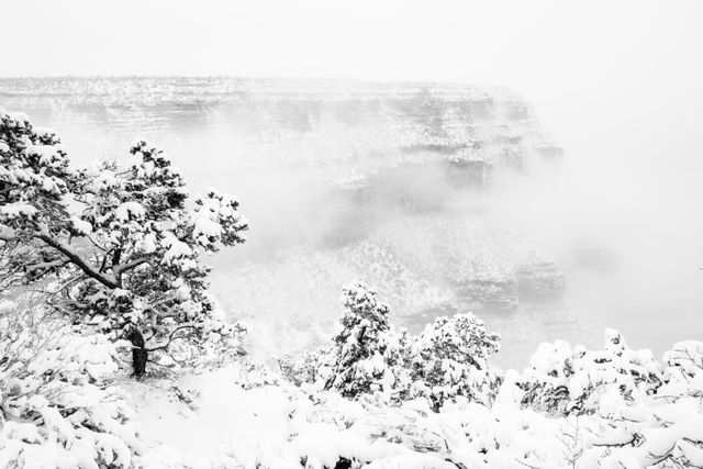 A view of the South Rim from Grand Canyon Village during a snowstorm. In the foreground, snow-covered trees on the rim; in the background, Maricopa Point shrouded in fog.