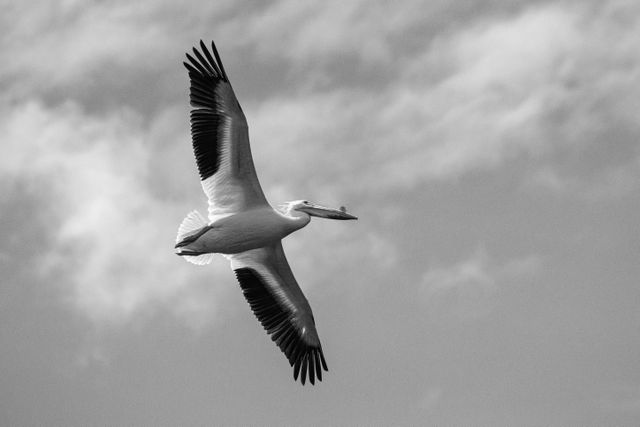 A white pelican in flight.