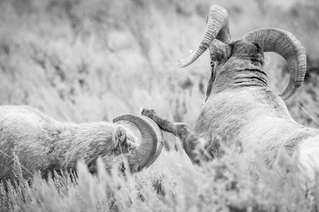 Two bighorn rams clashing. The one on the left is younger, with smaller horns, and is heads down as he rams the other. The on the right is seen from the back, with much bigger horns and his head raised as he swats at the other ram with his front left leg. Snow can be seen flying in the air.