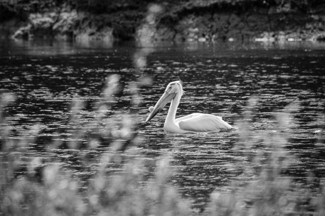 A white pelican floating on the Snake River, seen through some plants.