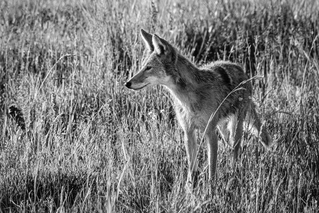 A young coyote standing in the grass. Its fur is a little wet.