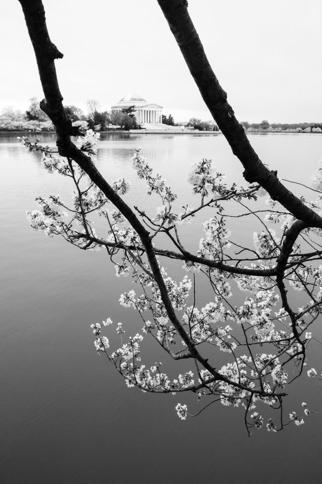 Two branches from a blossoming cherry tree hanging over the Tidal Basin, with the Jefferson Memorial seen between them in the background.