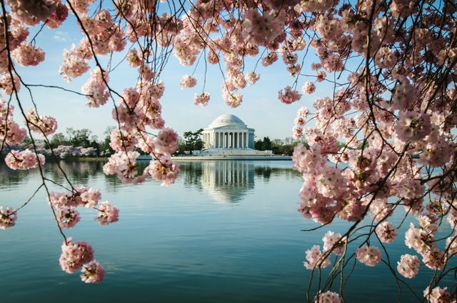 The Jefferson Memorial framed by cherry blossoms.