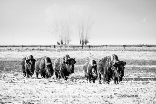 A group of five bison, walking in a row on a snow-covered field. In the background, a wooden fence and hoarfrost-covered trees, partially visible in the morning fog.