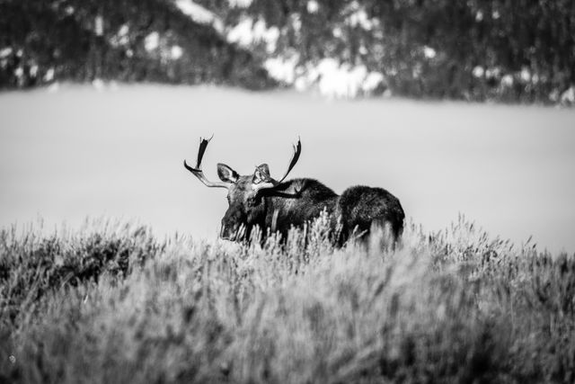 A bull moose standing in a field of sagebrush, looking towards the camera. In the background, a snow-covered mountain with a layer of fog at the bottom.