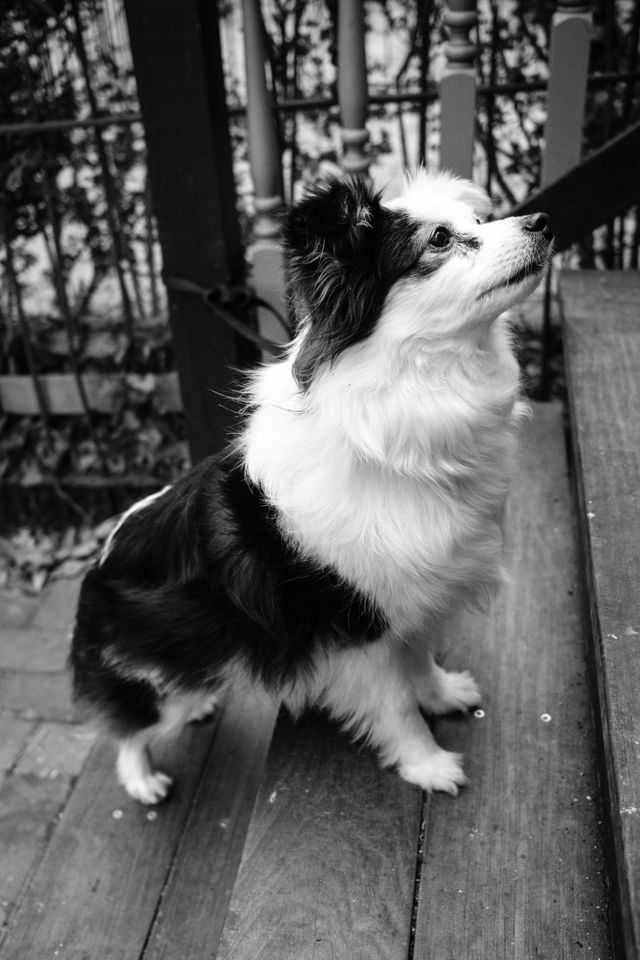 A small cute black & white dog standing on a stair, looking for her owner.