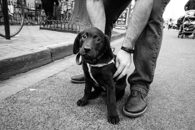 Lily, a sweet puppy posing in Eastern Market.