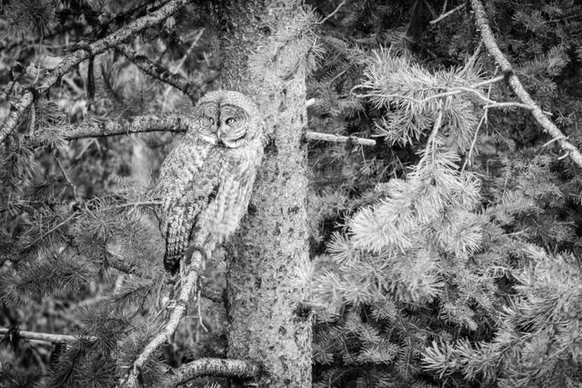 A great gray owl perched on a branch in a lodgepole pine tree.