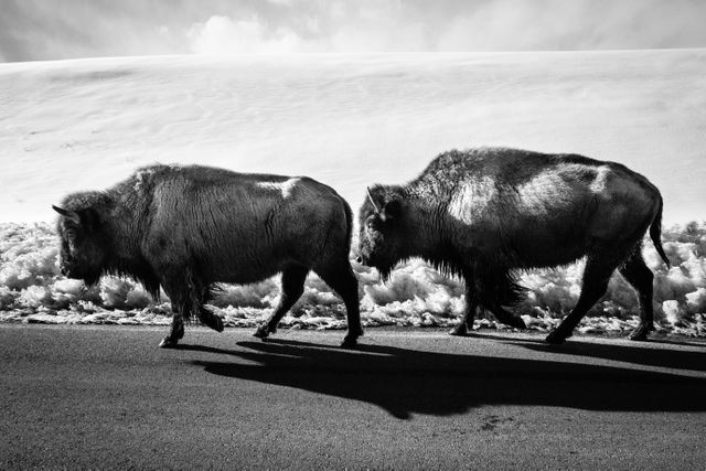 Two bison walking on the Gros Ventre Road.