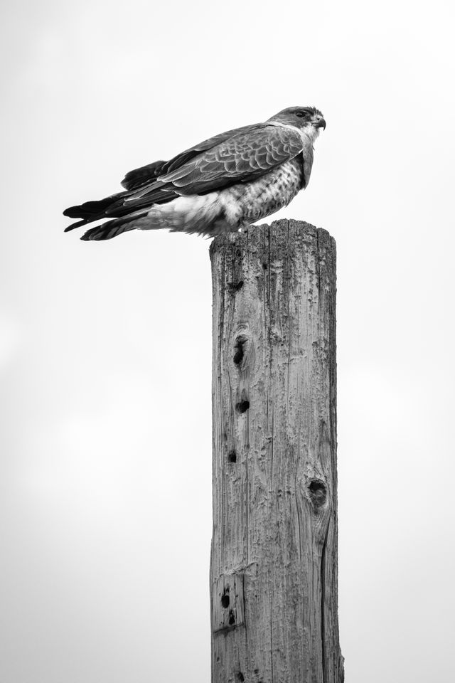 A red-tailed hawk sitting atop a utility pole.