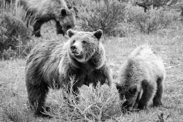 Grizzly 399, looking up while two of her cubs dig for food on the ground.