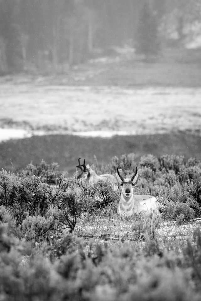 Two pronghorn laying down in the sagebrush while it rains at Lamar Valley. The one in the foreground is looking at the camera while chewing, which makes him look like he's smiling.