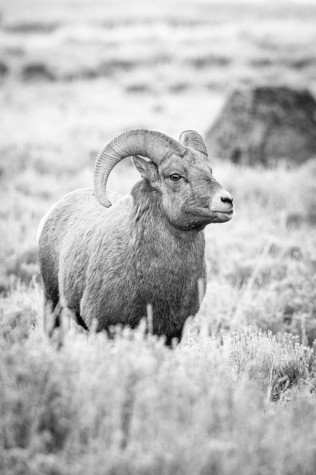 A bighorn ram standing in sagebrush at the National Elk Refuge.