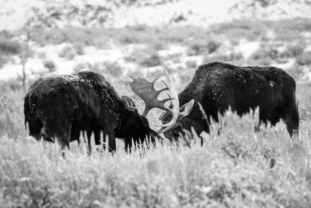 Two bull moose locking antlers while sparring on Antelope Flats.