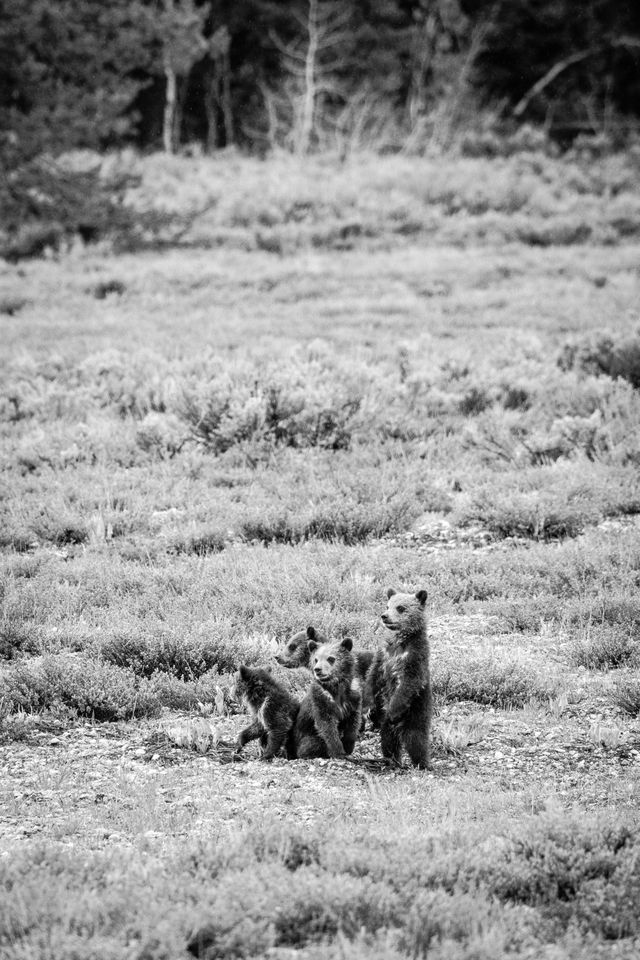 Four grizzly cubs in an open field. The one on the right is standing on its hind legs.