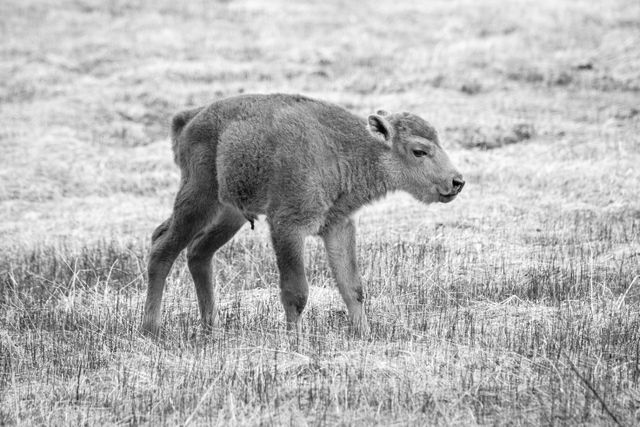 A cute little baby bison standing in a field at Yellowstone.