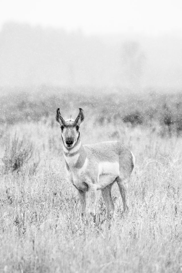 A male pronghorn standing on a grassy field while it snows. It is looking towards the camera.