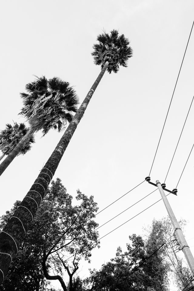 Palm trees at Roma Norte.