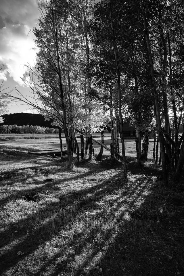 A row of aspen trees at Mormon Row at Grand Teton National park.