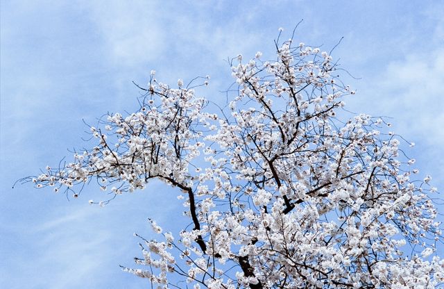 Cherry blossoms at Lower Senate Park.