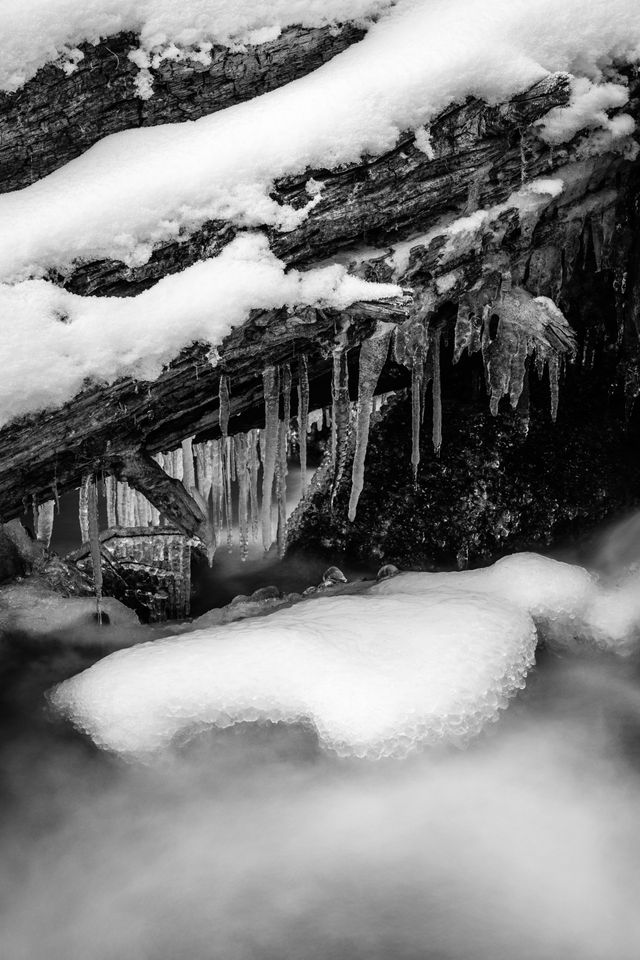 Taggart Creek streaming under a snow-covered log with icicles hanging from it.