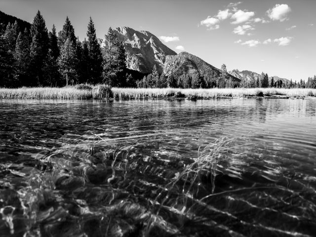 Mount Moran, seen behind trees on the marshy shore of String Lake. In the foreground, reeds submerged under the surface of the lake.