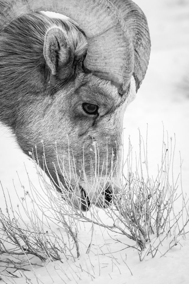 A close-up of a bighorn ram munching on dry forbs in the snow.