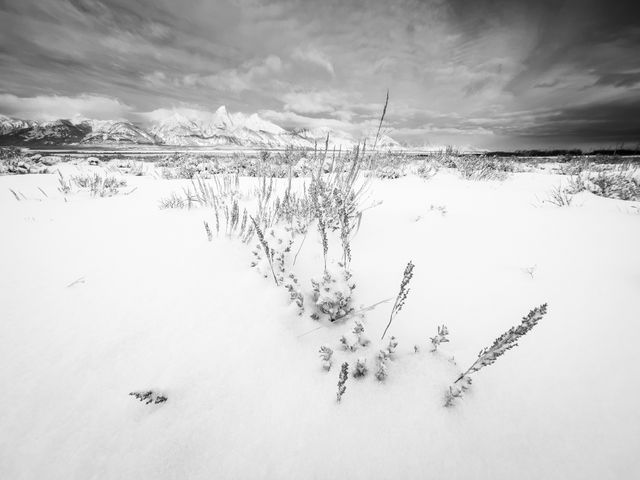 A close-up of sagebrush in fresh snow. In the background, the Teton range.