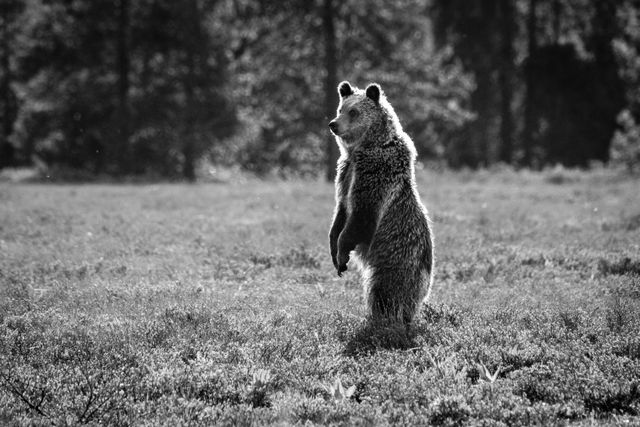 A juvenile grizzly bear standing on two legs.