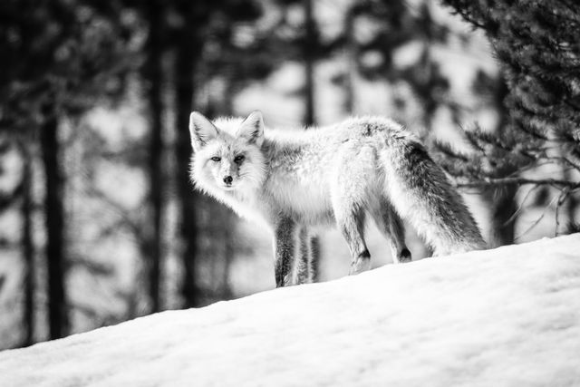 A red fox, photographed from its left side, standing at the top of a snow-covered hill with pine woods in the background, and looking straight at the camera. It has some kind of injury to its left eye.